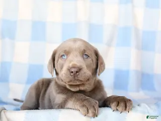 Labrador Retriever dogs Pebbles - Ad 18