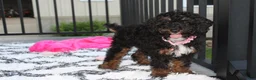 Miniature Poodle dogs for sale: Amber  - Ad 4