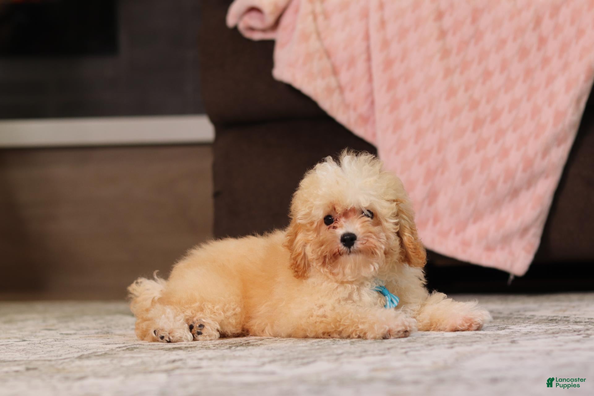 Miniature Poodle dogs Denver (AKC) - Ad 2