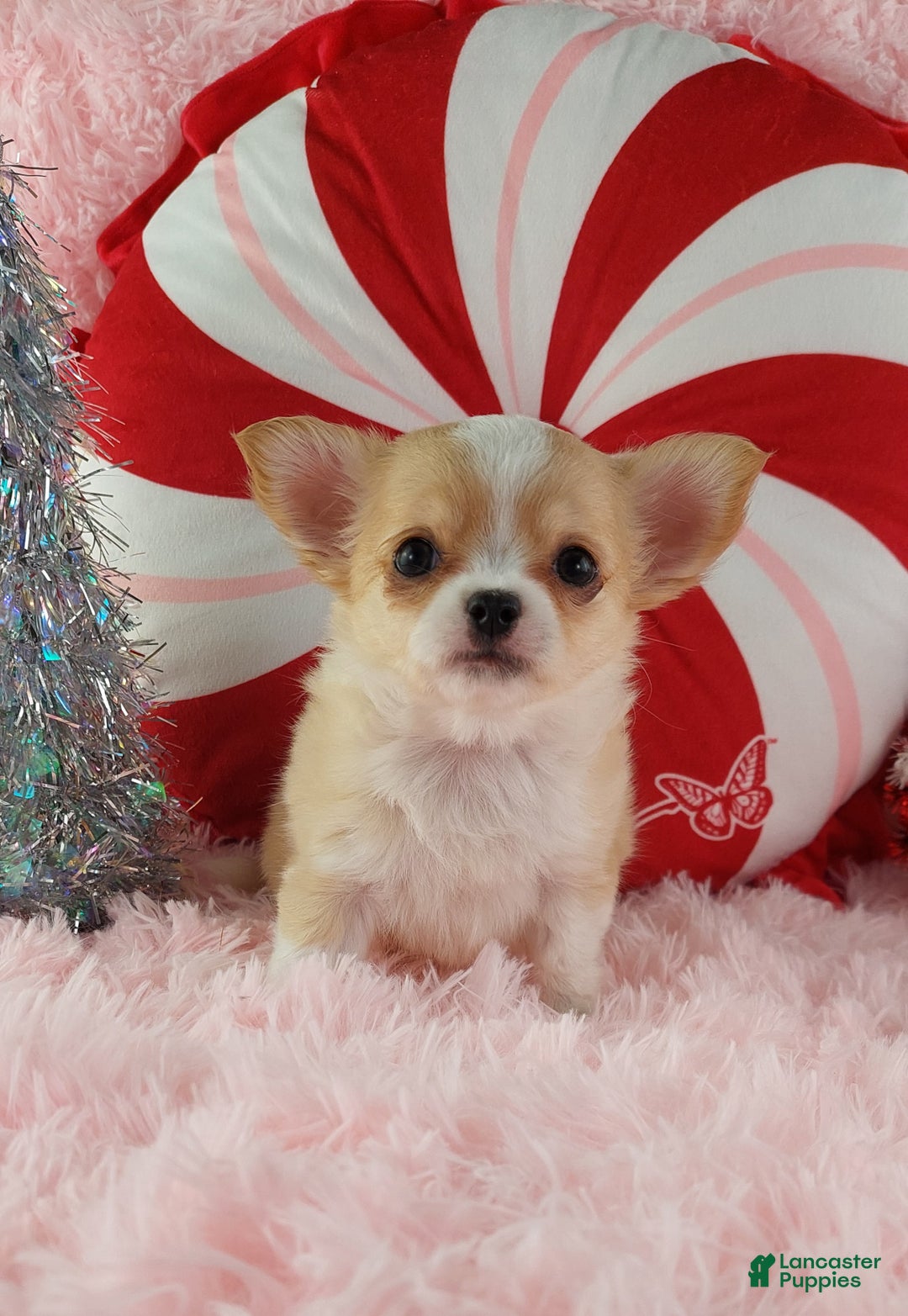 Chihuahua dogs for sale: Milly - Ad 8