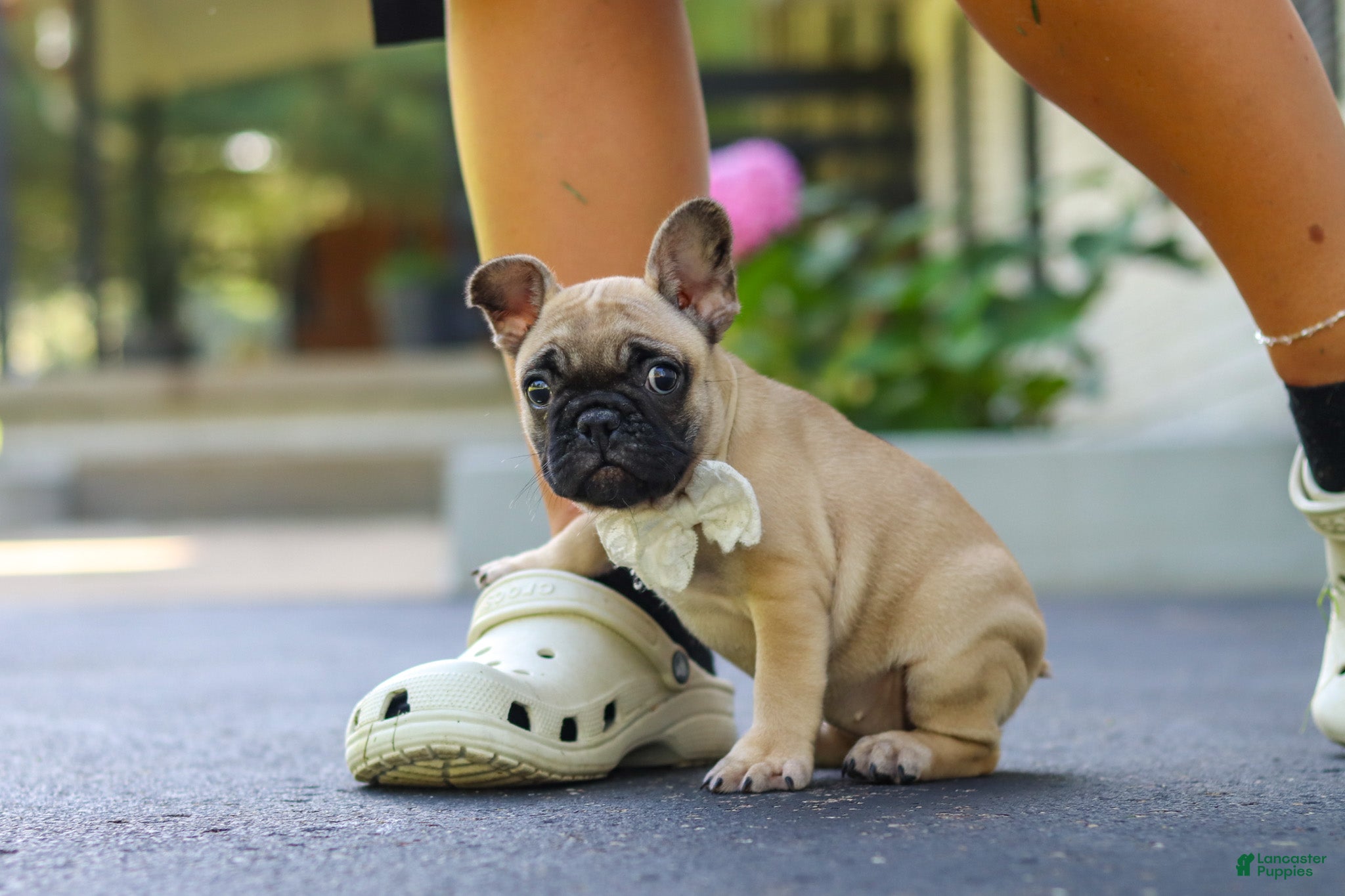 French Bulldog dogs Callie - Ad 2