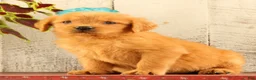 Golden Retriever dogs for sale: Nellie - Ad 5
