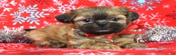 Shih Tzu dogs for sale: Peanut - Ad 10