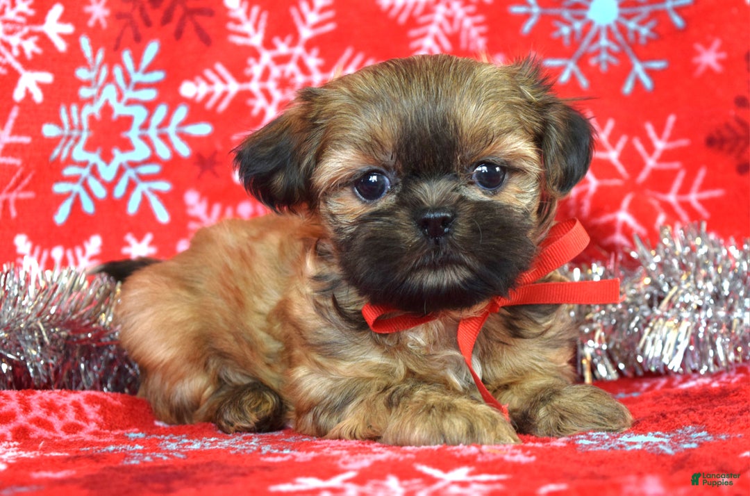 Shih Tzu dogs for sale: Peanut - Ad 10
