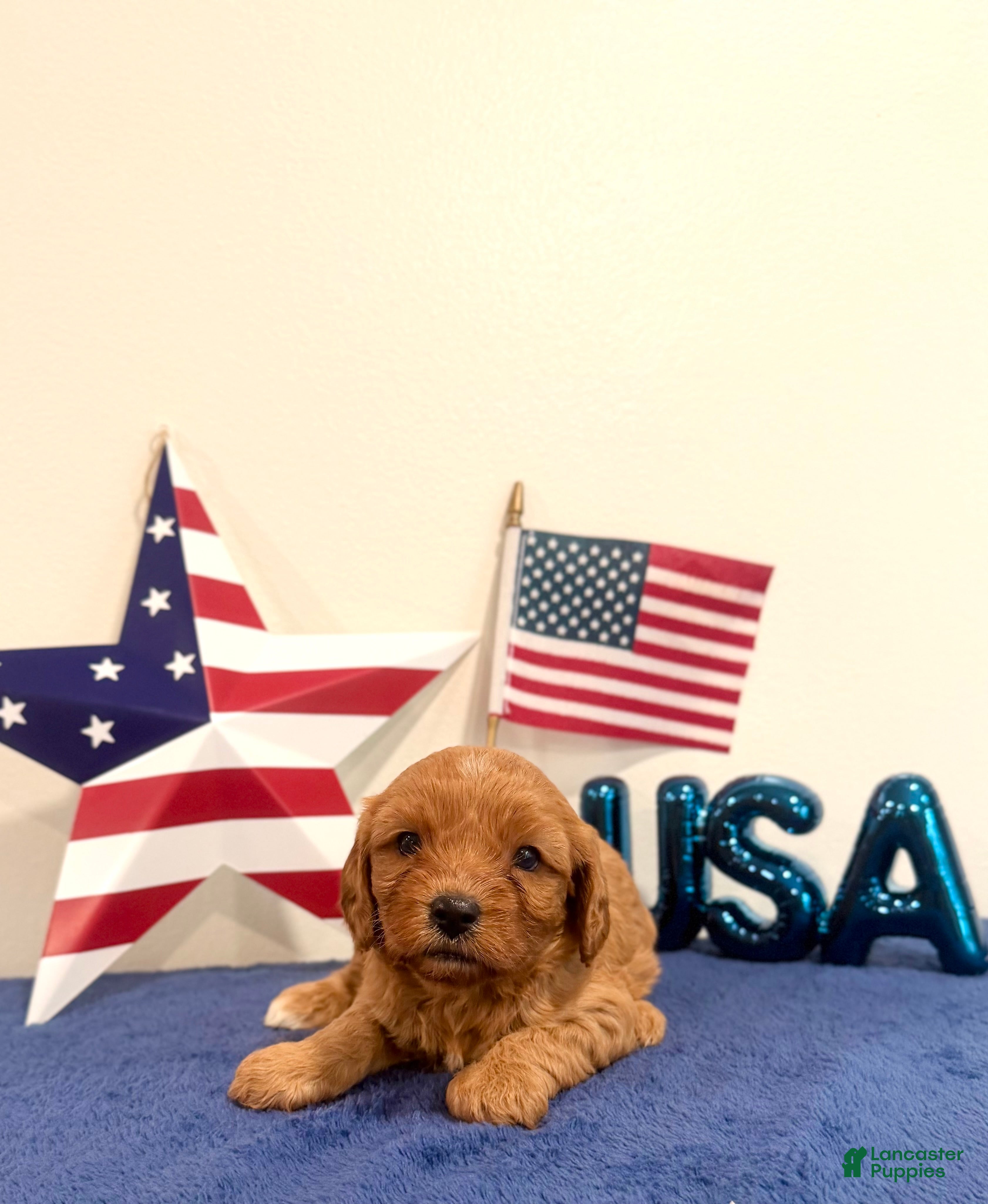 Cavapoo dogs Liberty - Ad 2