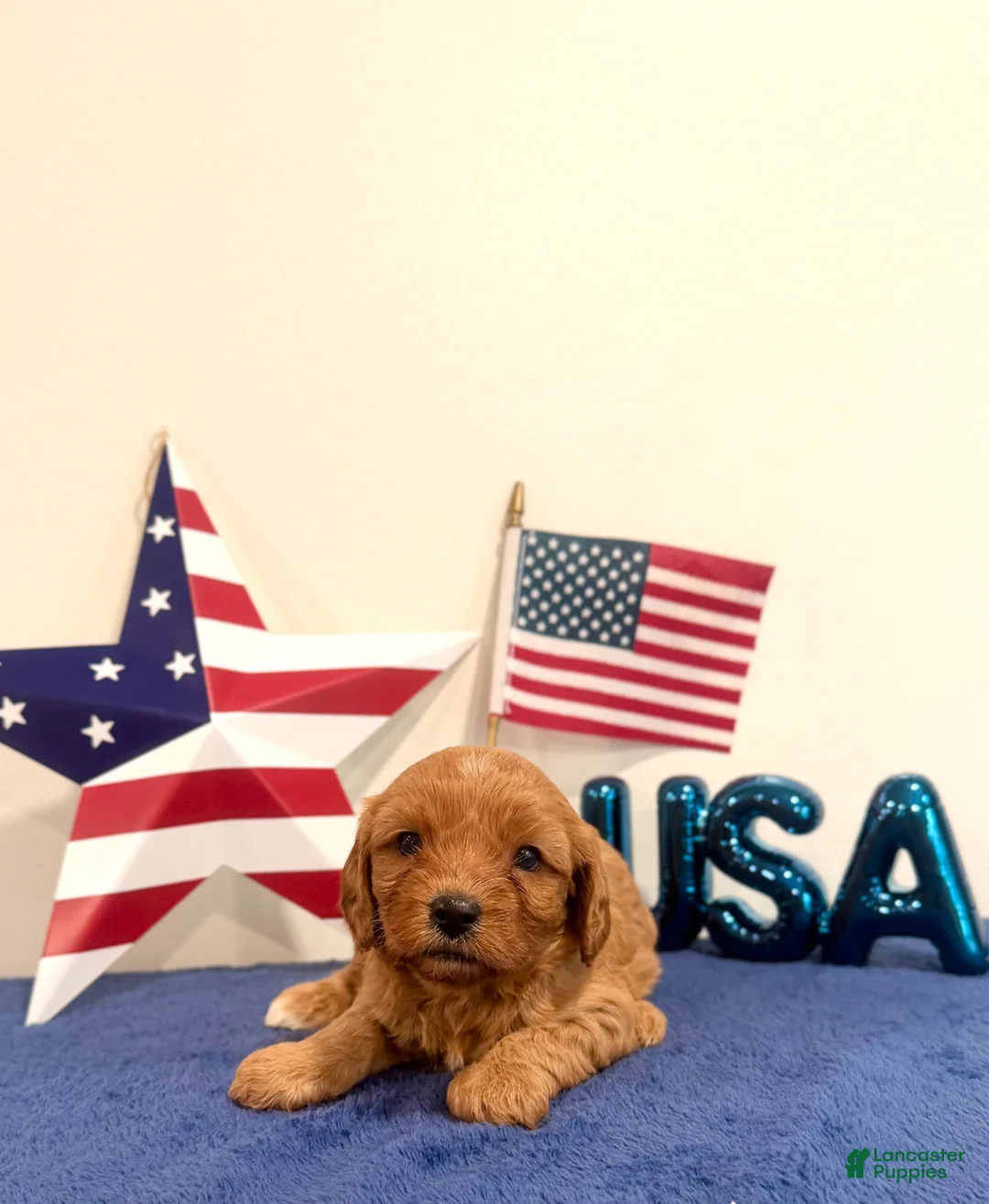Cavapoo dogs for sale: Liberty - Ad 2