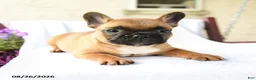 French Bulldog dogs for sale: Kieran - Ad 1