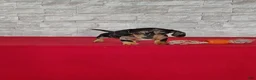 Miniature Dachshund dogs for sale: Stacy - Ad 4