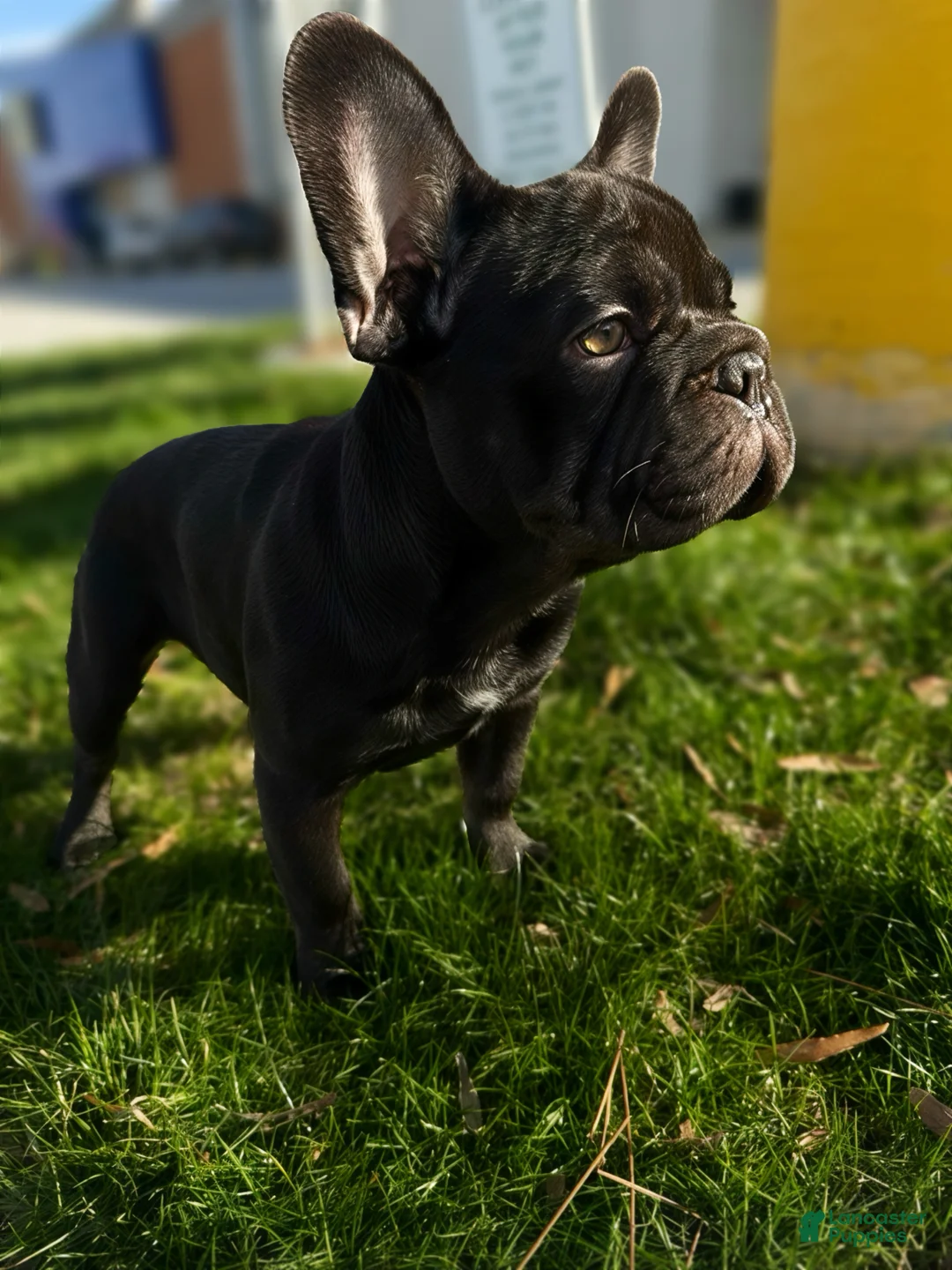 French Bulldog dogs for sale: Chunk - Ad 1