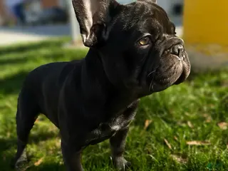 French Bulldog dogs Chunk - Ad 2