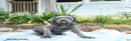 Cane Corso dogs for sale: Waylon - Ad 3