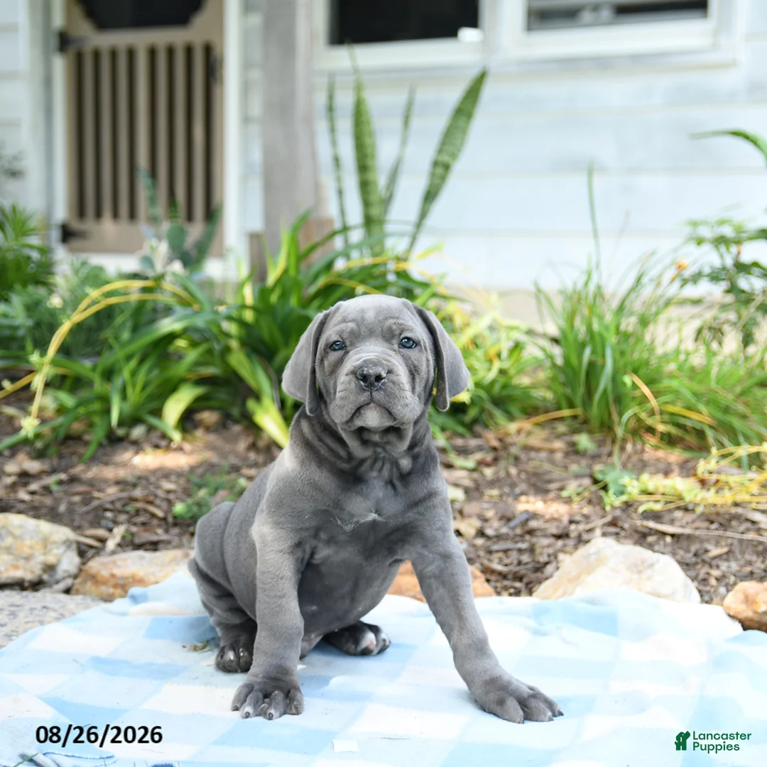Cane Corso dogs for sale: Waylon - Ad 3