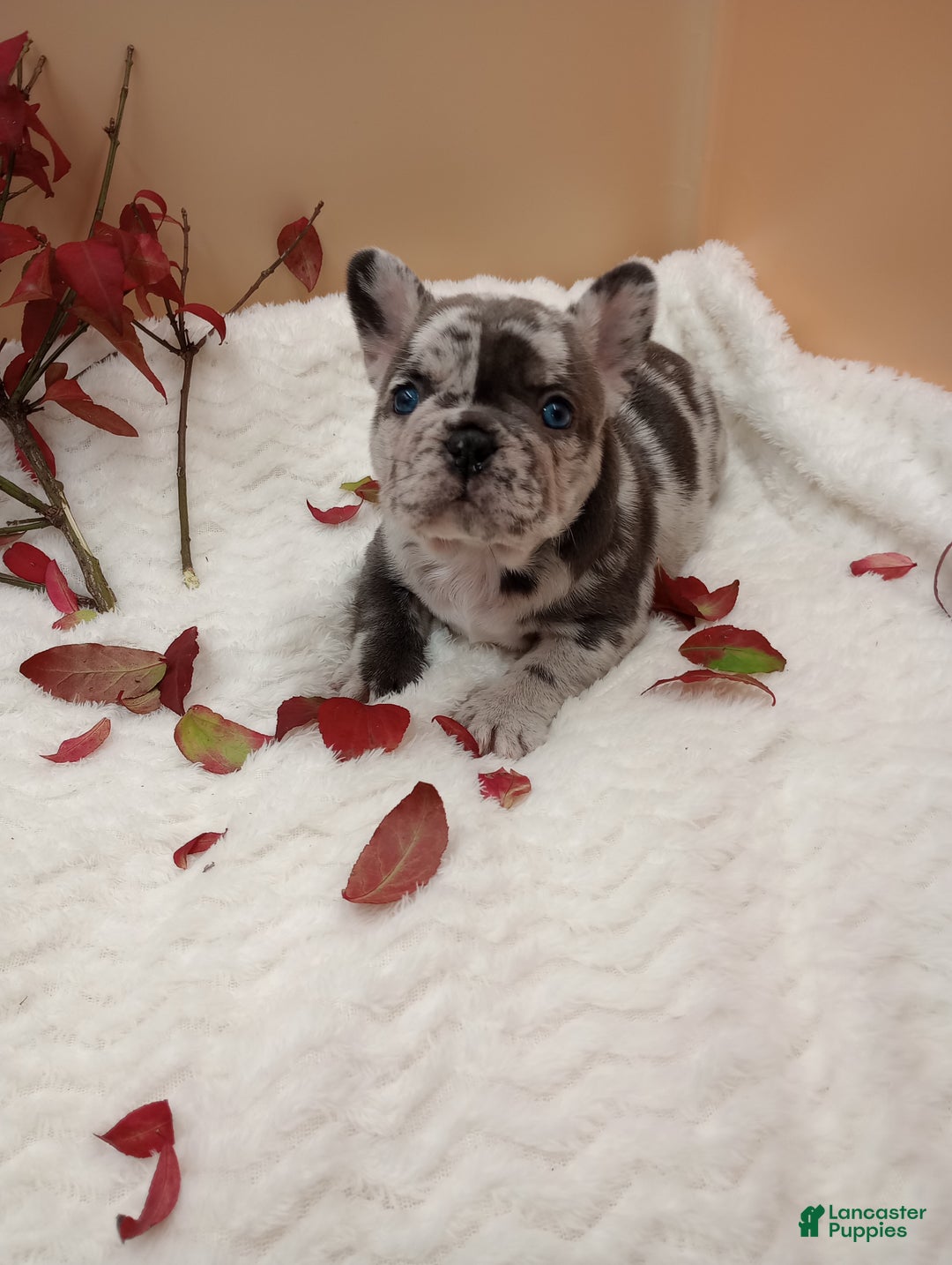 French Bulldog dogs for sale: Hunter  - Ad 9