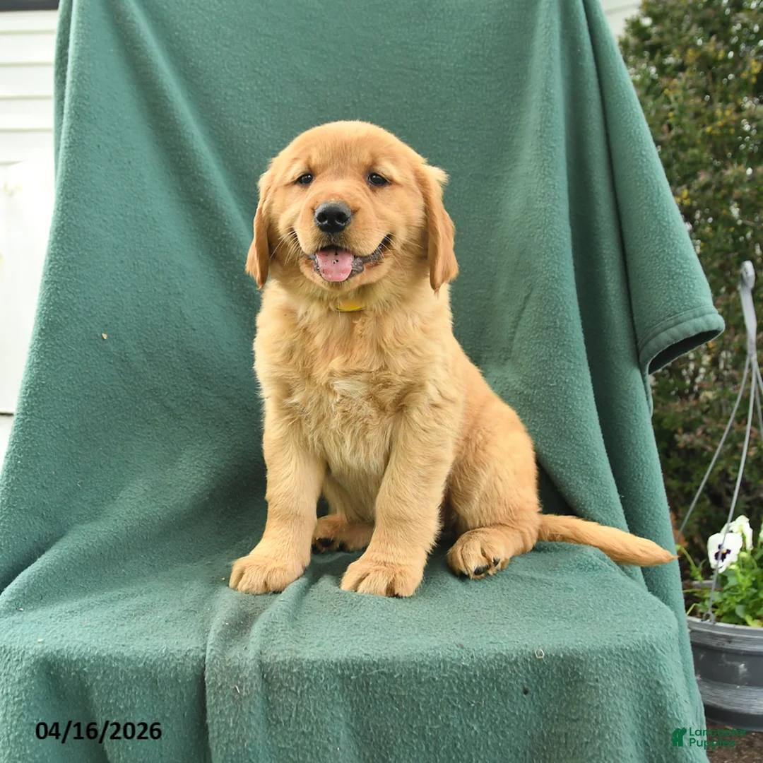 Golden Retriever dogs for sale: Rita - Ad 1