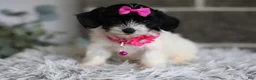 Maltipoo dogs for sale: Penelope - Ad 7