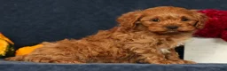 Cavapoo dogs for sale: Parker - Ad 7
