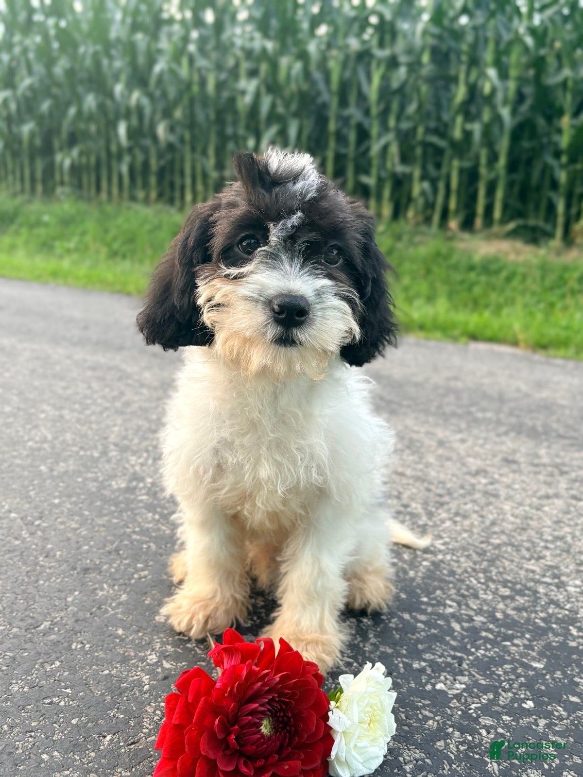 Cavapoo dogs Riley  - Ad 1