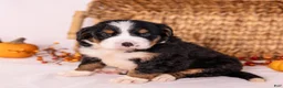 Bernese Mountain Dog dogs for sale: Robbie - Ad 6