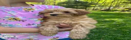 Mini Goldendoodle dogs for sale: Bella - Ad 4
