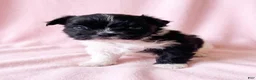 Mixed Breed dogs for sale: Michelle - Ad 4