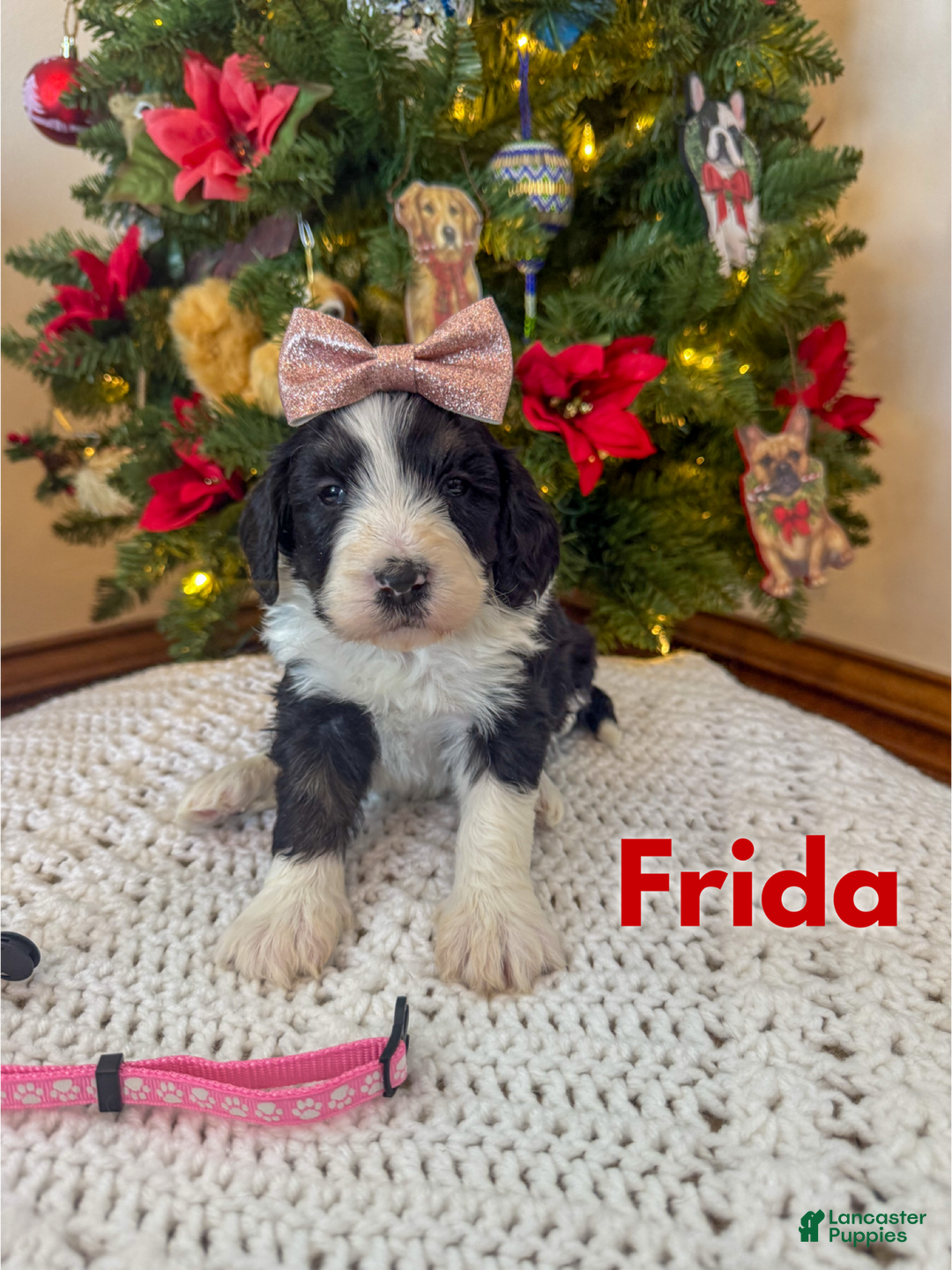 Mixed Breed dogs for sale: Frida - Ad 1