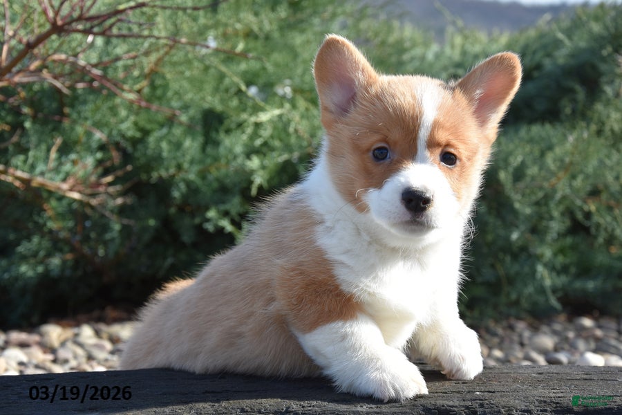 Welsh Corgi Pembroke dogs Eli - Ad 1