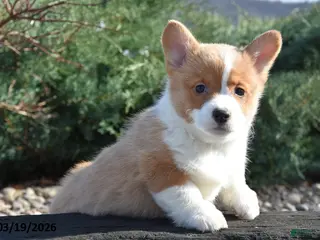 Welsh Corgi Pembroke dogs for sale: Eli - Ad 2