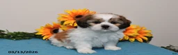 Shih Tzu dogs for sale: Peanut  - Ad 3