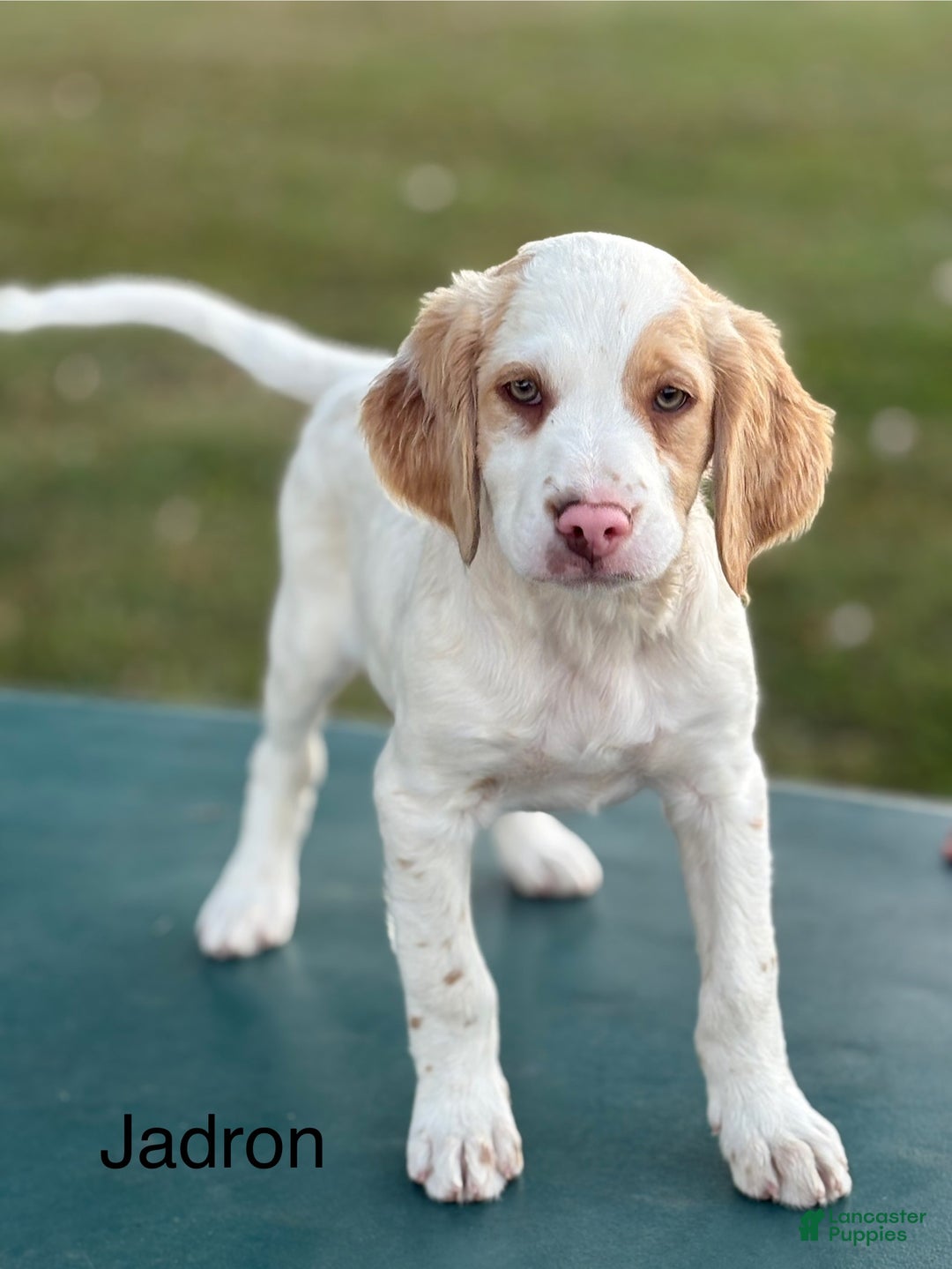 Brittany Spaniel Springer Spaniel Cross Pointer Brittany Spaniel