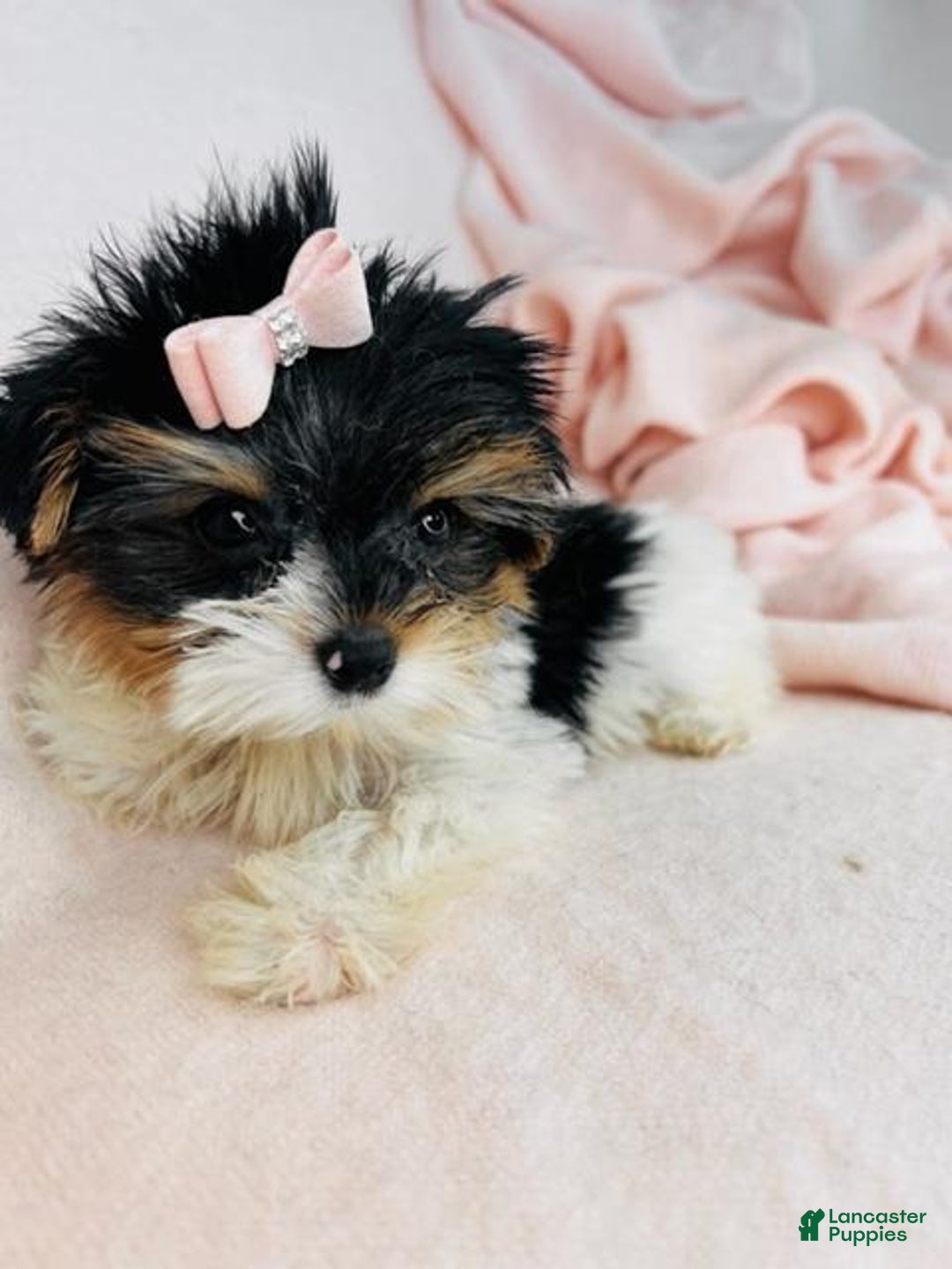 Yorkshire Terrier dogs for sale: Yorkshire Terrier Puppy 1 - Ad 4