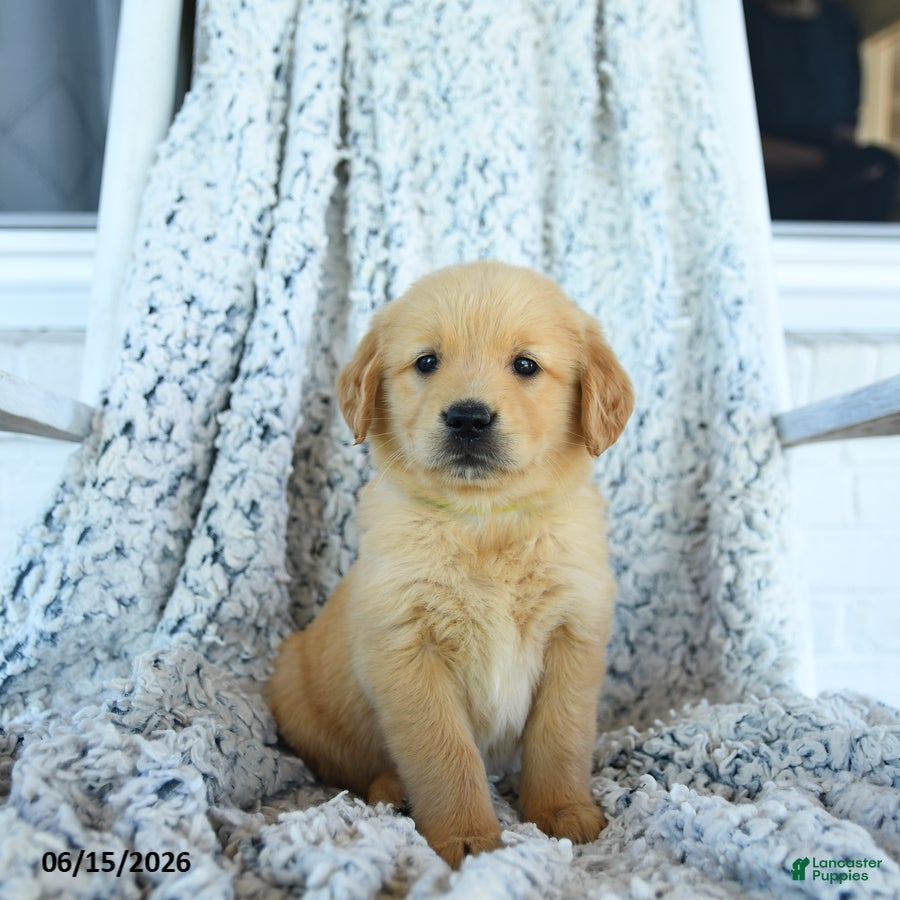 Golden Retriever dogs Goldie - Ad 1