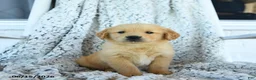 Golden Retriever dogs for sale: Goldie - Ad 1