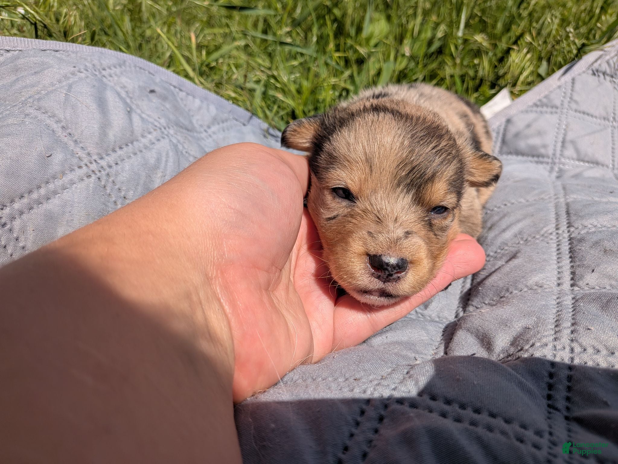 Mixed Breed dogs Yellow collar girl - Ad 14