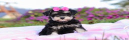 Miniature Schnauzer dogs for sale: Lexi - Ad 1