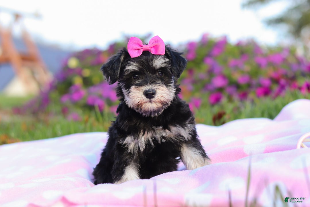 Miniature Schnauzer dogs for sale: Lexi - Ad 1