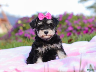 Miniature Schnauzer dogs Lexi - Ad 6