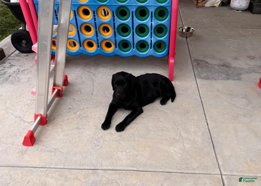 Labrador Retriever dogs for sale: Korra - Ad 3