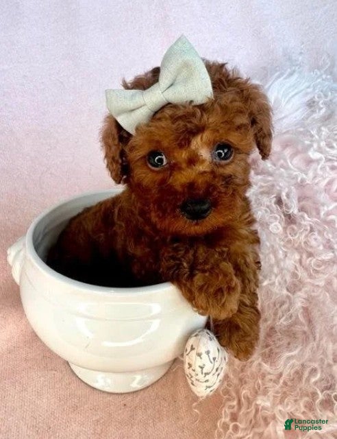 Toy Poodle dogs Teacup Red Poodle Puppy  - Ad 28