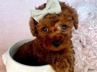 Toy Poodle dogs Teacup Red Poodle Puppy - Ad 38
