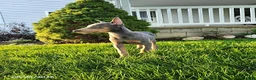 Doberman Pinscher dogs for sale: Gigi - Ad 5