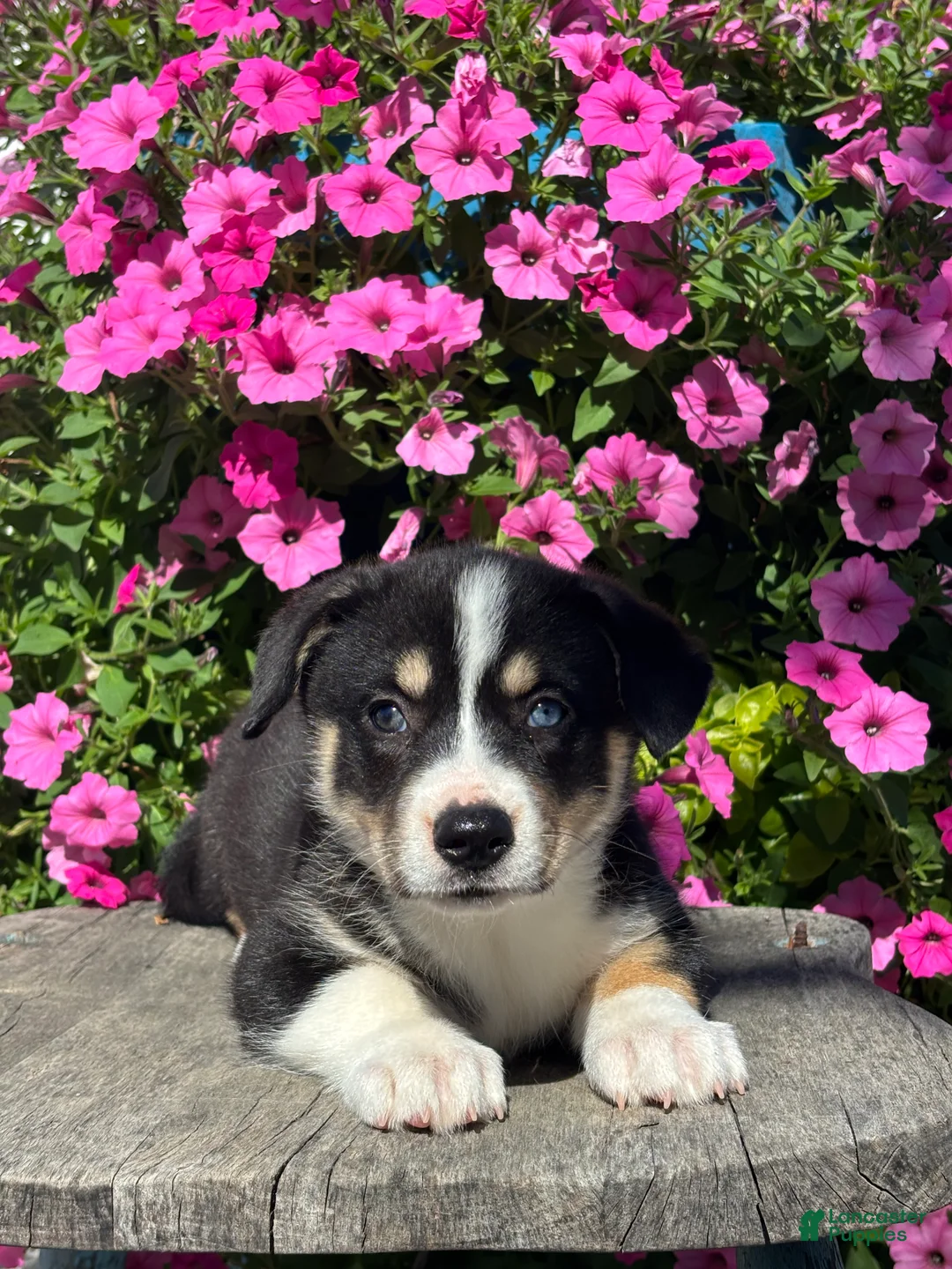 Mixed Breed dogs for sale: Regina - Ad 2