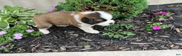 Saint Bernard dogs for sale: Saint Bernard 3 - Ad 1