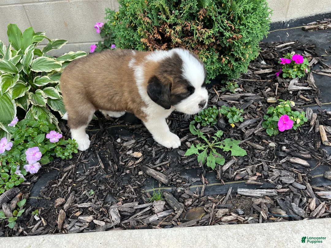 Saint Bernard dogs for sale: Saint Bernard 3 - Ad 1