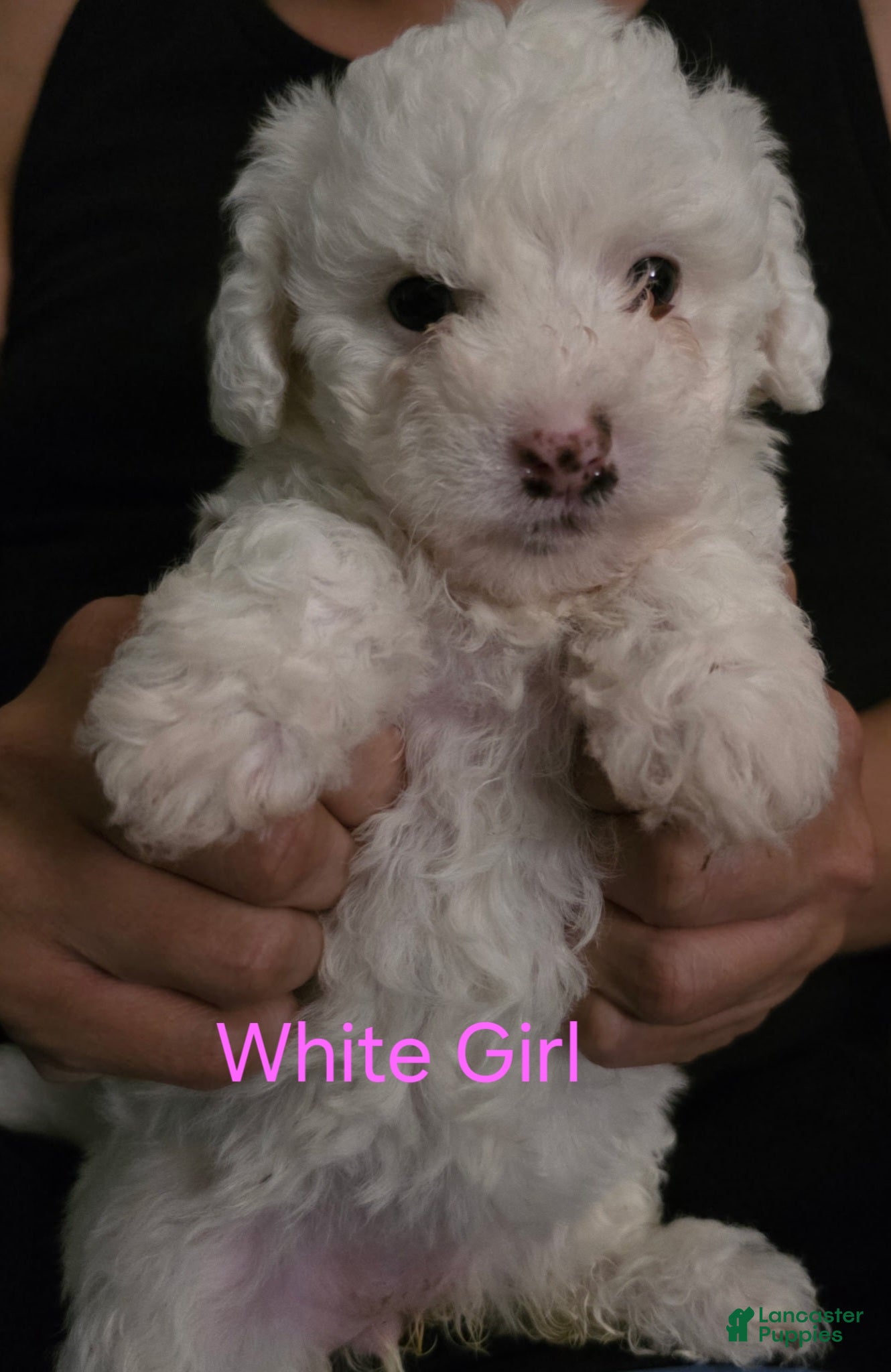 Maltipoo dogs Maltipoo Puppy 1 - Ad 22