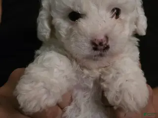 Maltipoo dogs Maltipoo Puppy 1 - Ad 1