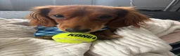 Miniature Dachshund dogs for stud: Cowboy  - Ad 2