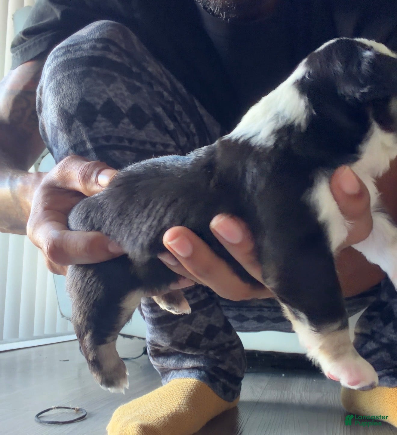 French Bulldog dogs Blu - Ad 2