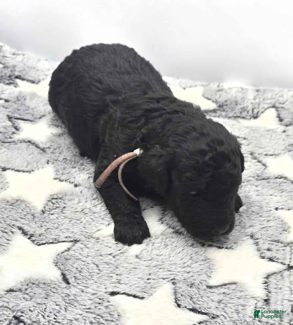 Miniature Poodle dogs for sale: Gelato - Ad 2