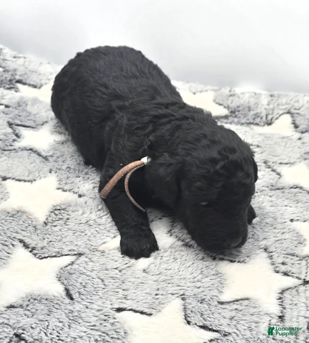 Miniature Poodle dogs for sale: Gelato - Ad 1