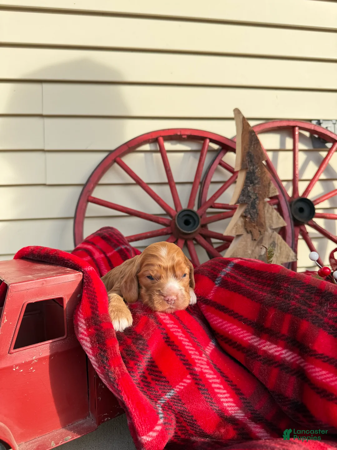 Cocker Spaniel dogs for sale: Amelia - Ad 5